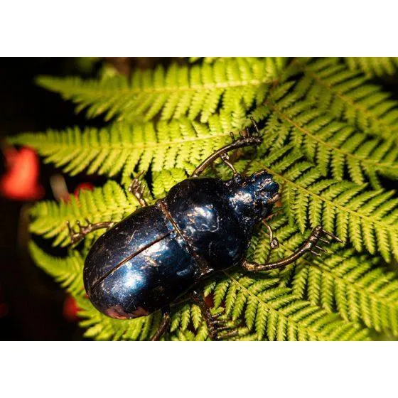 Scarabée bleu PM - Insecte décoratif en métal recyclé