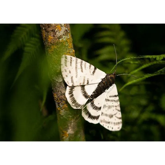 Mite PM - Insecte décoratif en métal recyclé