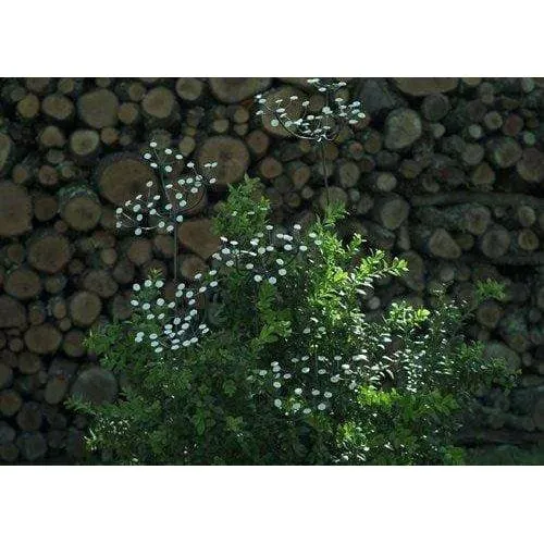 Ombellifère - Végétal décoratif en métal recyclé