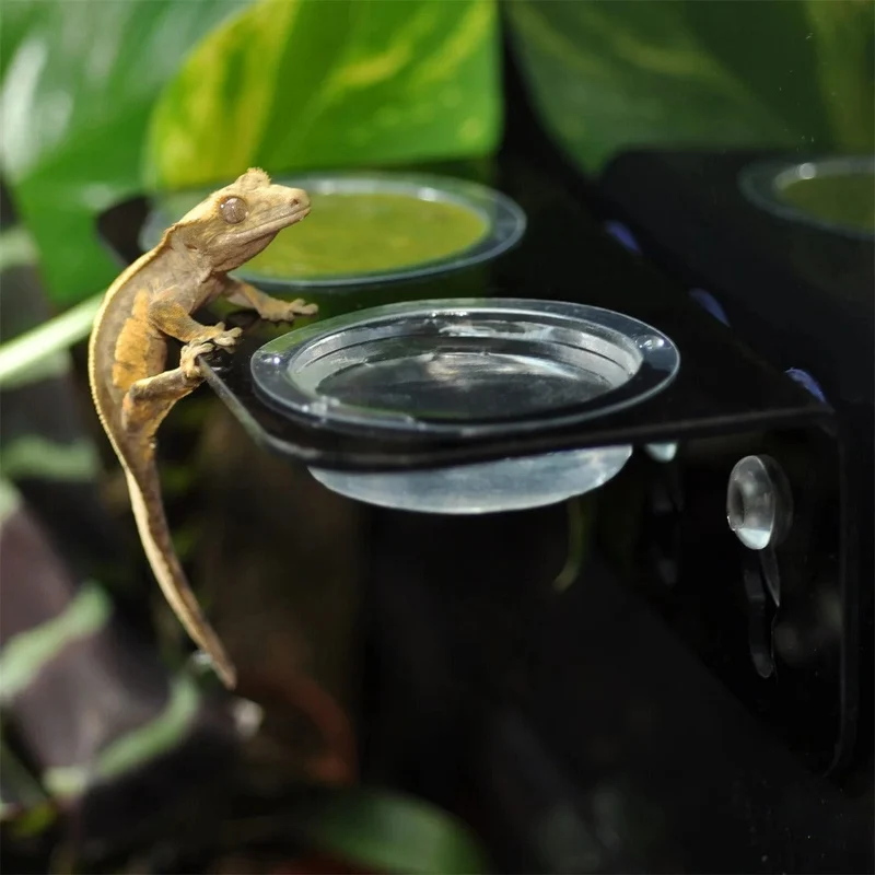 HABISTAT ARBOREAL FEEDING LEDGE DOUBLE