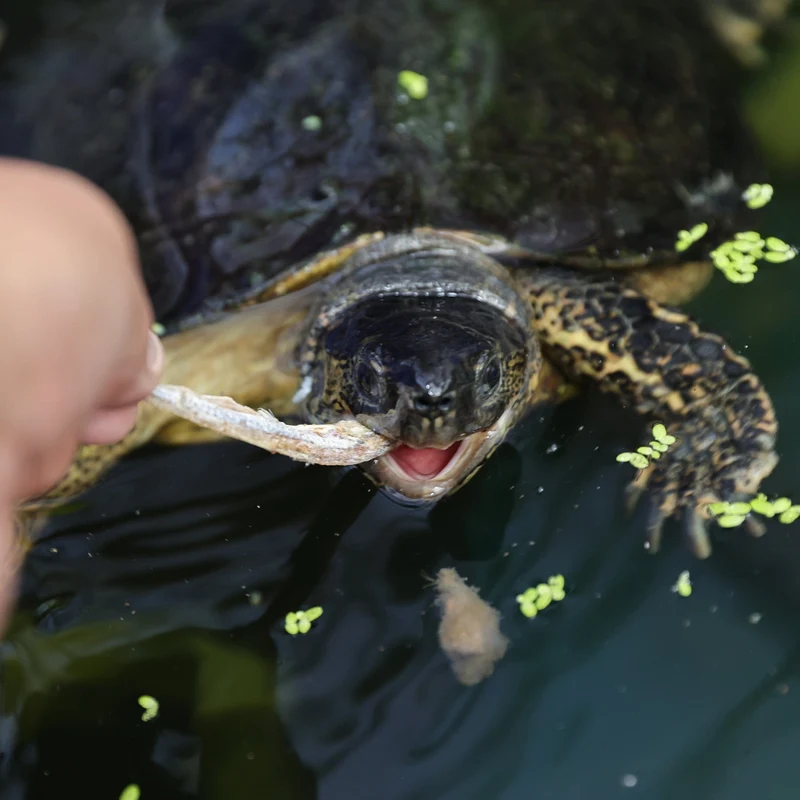 ProTerra JBL Pescarus - Friandises à base de poissons entiers et de crevettes pour toutes les cistudes et tortues d'eau