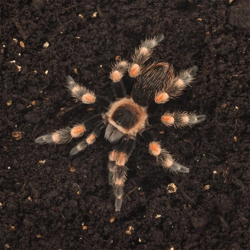 HABISTAT SPIDER BEDDING 5 LITRES