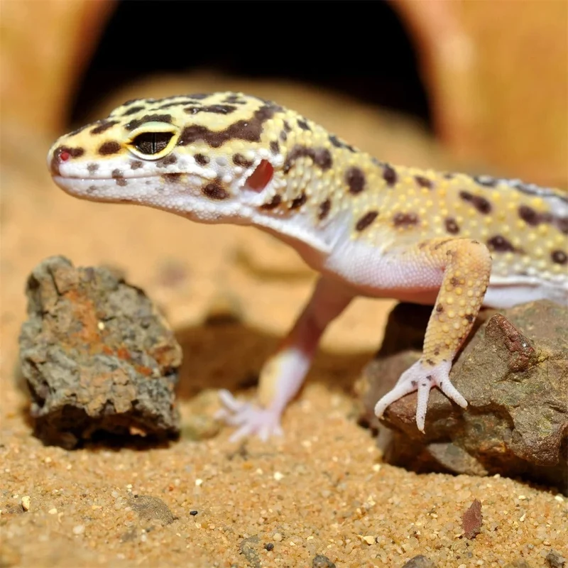 HABISTAT LEOPARD GECKO BEDDING 5 KG