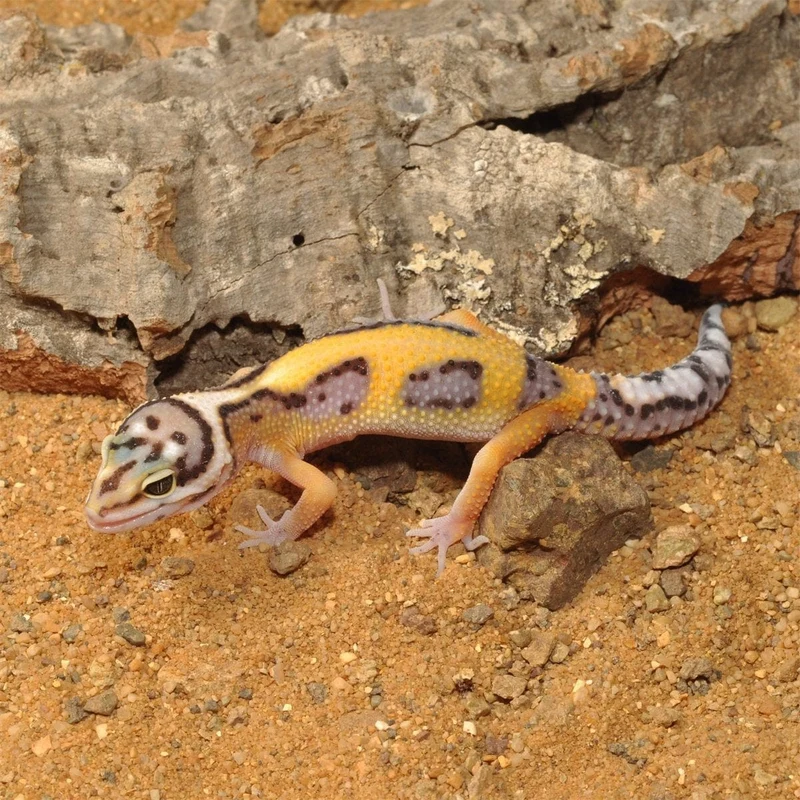 HABISTAT LEOPARD GECKO BEDDING 5 KG