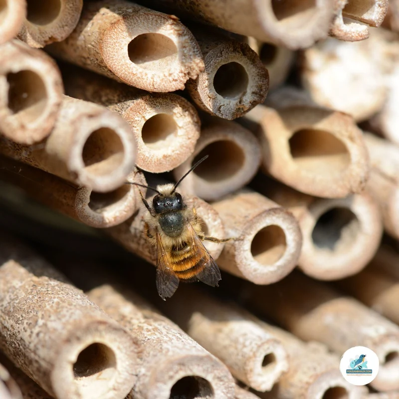 Hôtel à Insectes - Le Westin pour attirer les insectes dans votre jardin