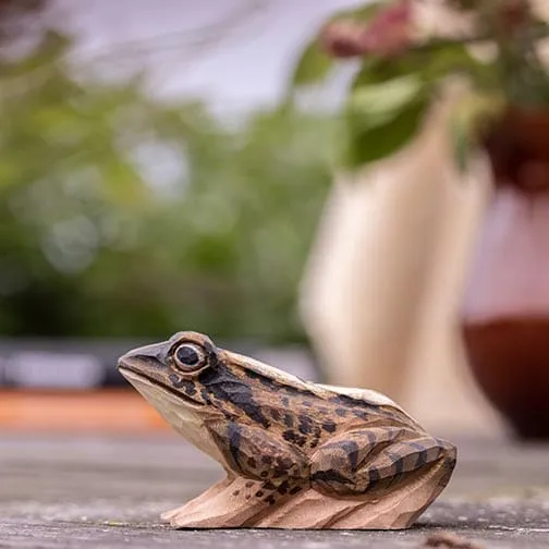 GRENOUILLE DES CHAMPS