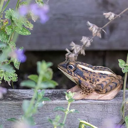 GRENOUILLE DES CHAMPS