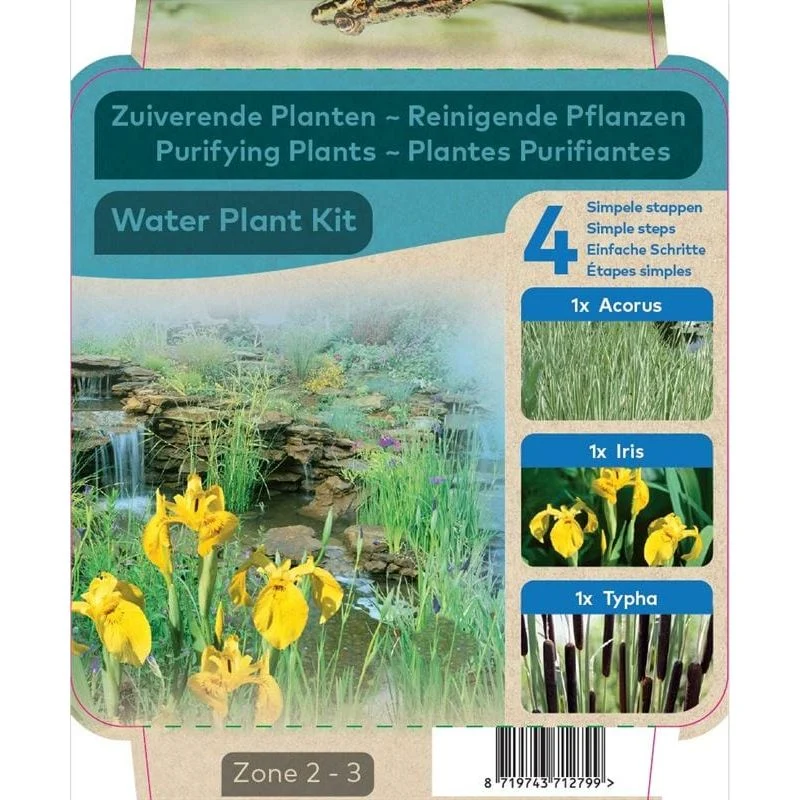 Plantes purifiantes Acorus-Iris-Typha - En kit tout-en-un - Pot de 18CM
