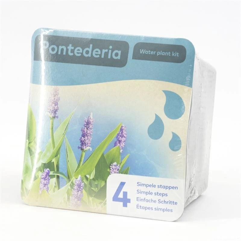 Pontederia - En kit tout-en-un - Pot de 18CM