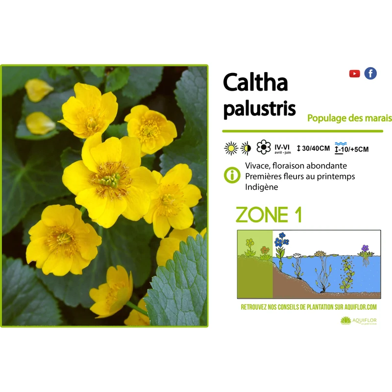 Caltha palustris - Populage des marais - Plante de berge - Par 3 pièces