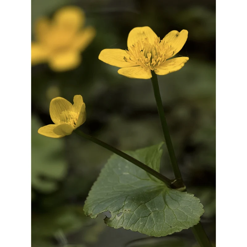Caltha palustris - Populage des marais - Plante de berge - Par 3 pièces