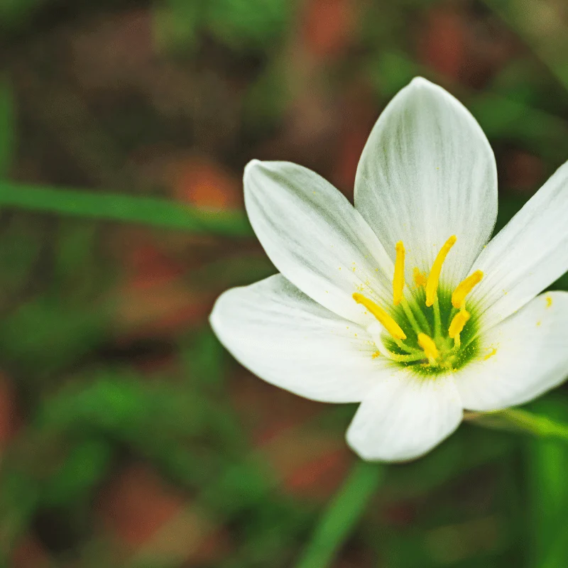 Zephranthes Candida - Lys Zéphyr - Plante de berge - Par 3 pièces