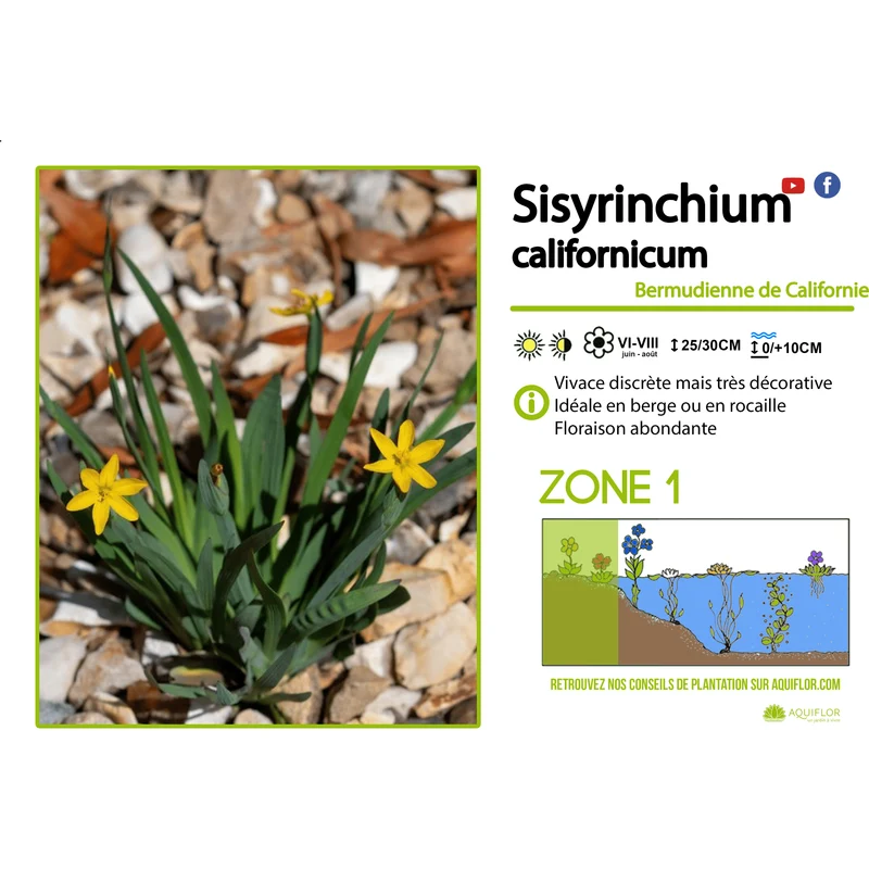 Sisyrinchium Californicum - Bermudienne de Californie - Plante de berge - Par 3 pièces