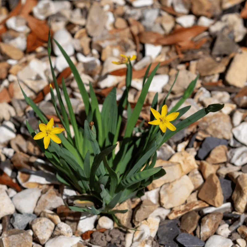 Sisyrinchium Californicum - Bermudienne de Californie - Plante de berge - Par 3 pièces