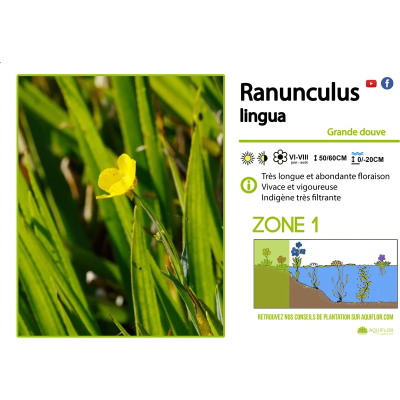 Ranunculus Lingua - Grande douve - Plante de berge - Par 3 pièces