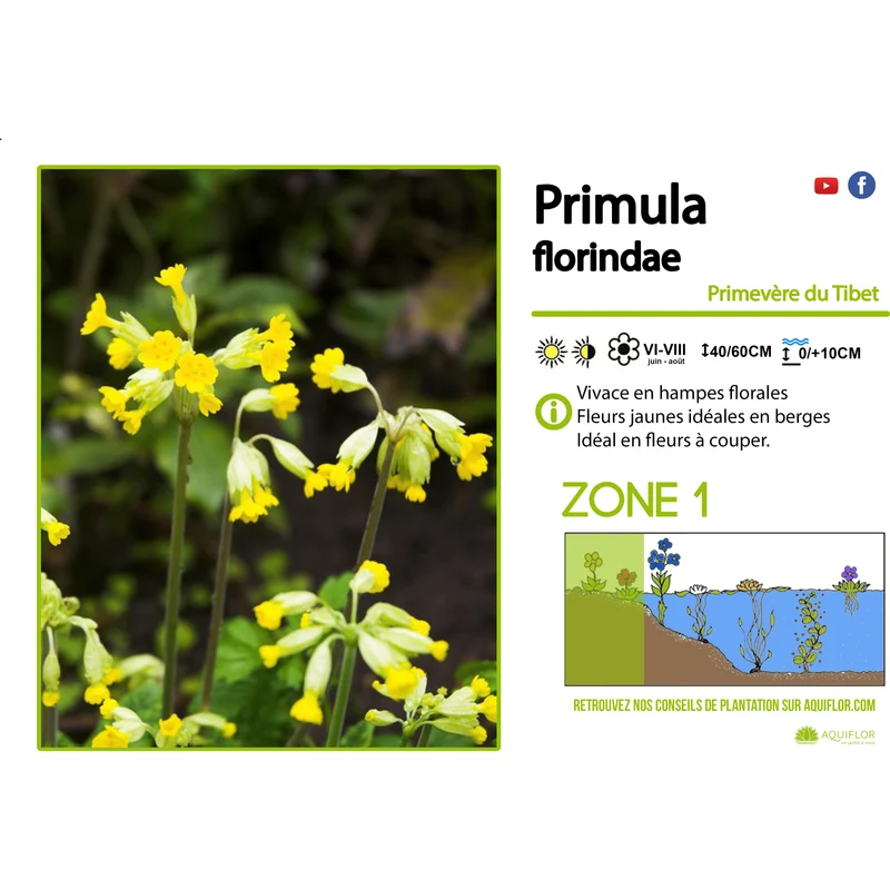 Primula Florindae - Primevère du Tibet - Plante de berge - Par 3 pièces