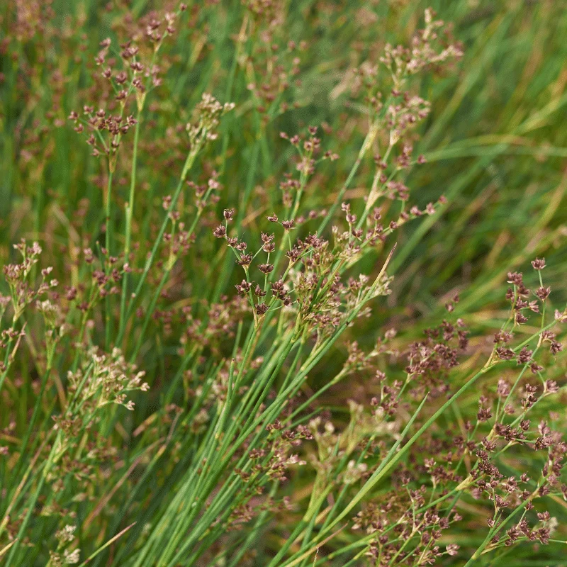 Juncus Ensifolius - Jonc nain - Plante de berge - Par 3 pièces