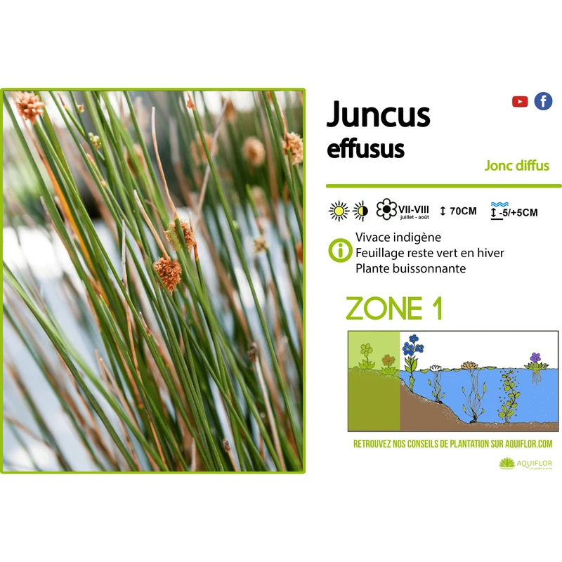 Juncus Effusius - Jonc épars - Plante de berge - Par 3 pièces