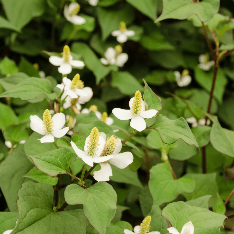 Houttuynia Cordata Plena - Poivrier de Chine - Plante de berge - Par 3 pièces