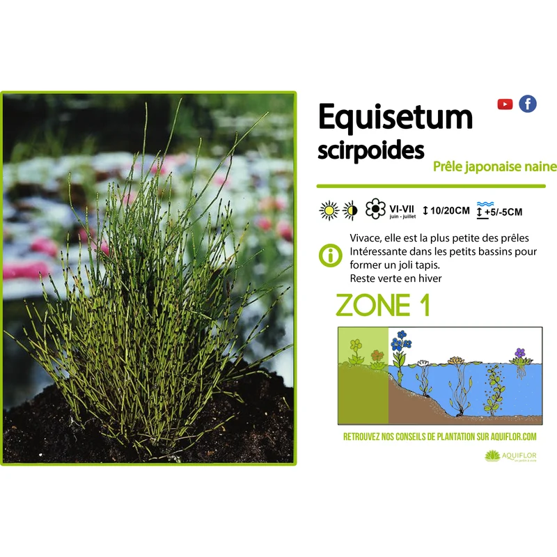 Equisetum scirpoïdes - Prêle japonaise naine - Plante de berge - Par 3 pièces