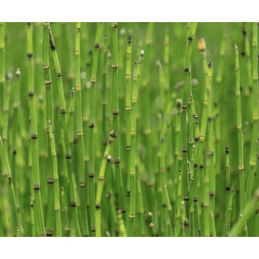 Equisetum scirpoïdes - Prêle japonaise naine - Plante de berge - Par 3 pièces