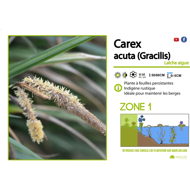 Carex acuta (Gracilis) - Laîche des marais - Plante de berge - Par 3 pièces