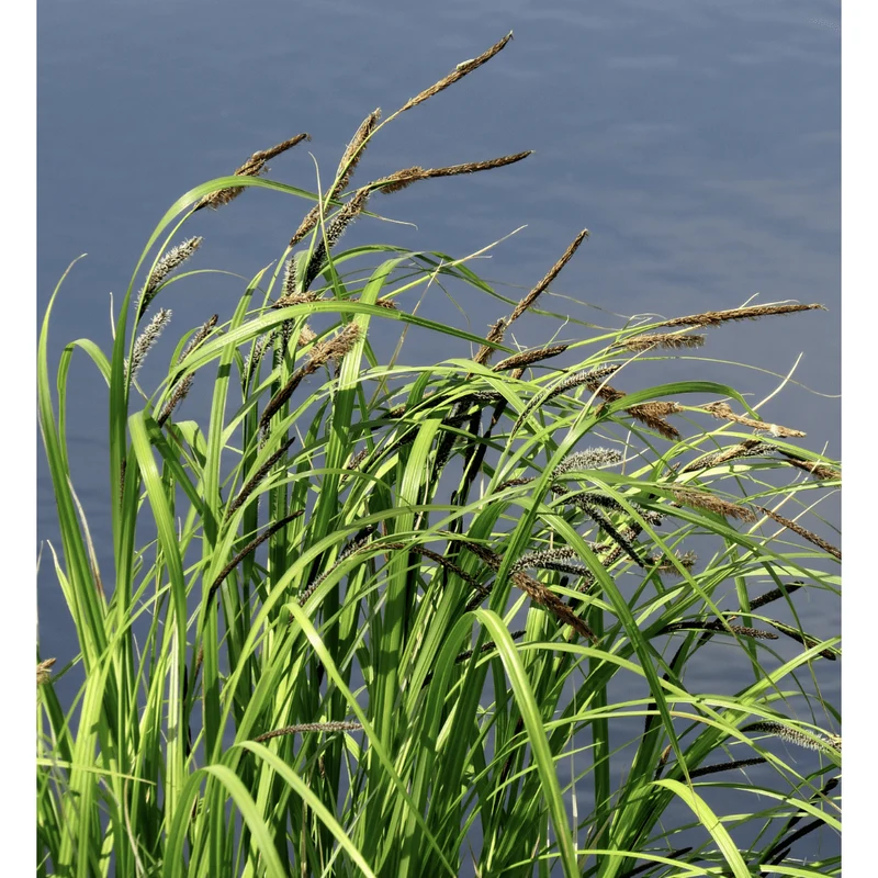 Carex acuta (Gracilis) - Laîche des marais - Plante de berge - Par 3 pièces