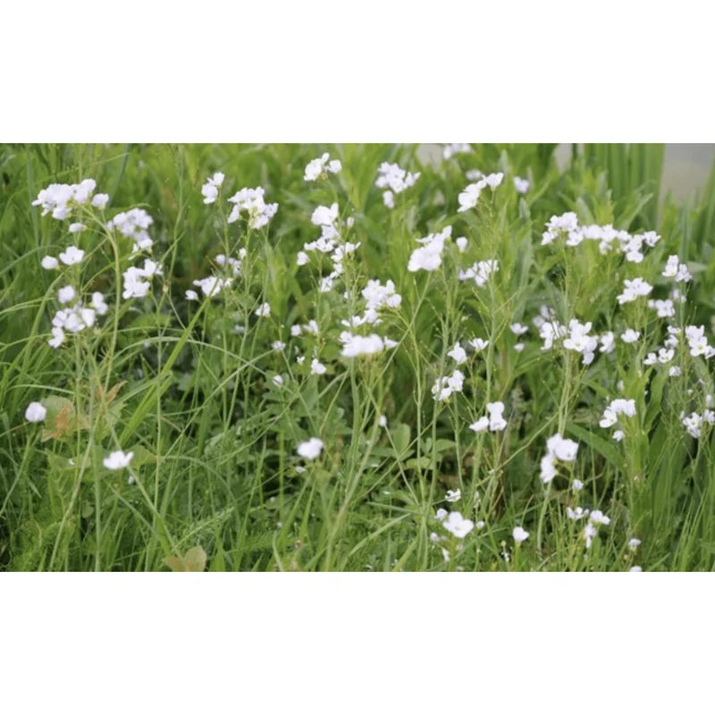 Cardamine praetensis - Cardamine des prés - Plante de berge - Par 3 pièces