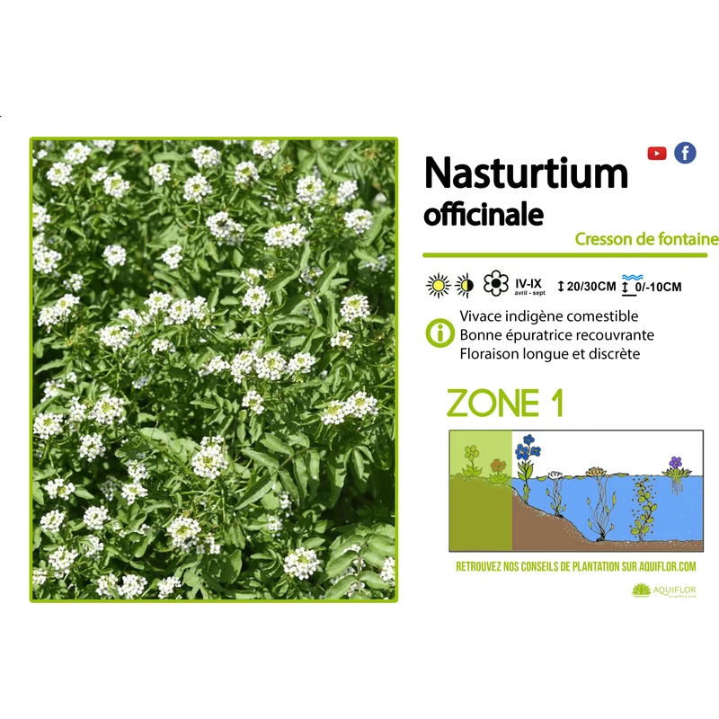 Nasturtium Officinalis - Cresson de fontaine - Plantes de berge - Par 3 pièces