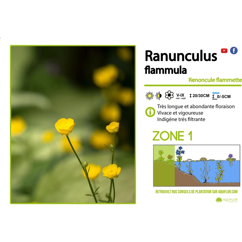 Ranunculus Flamula - Renoncule flammette - Plante de berge - Par 3 pièces