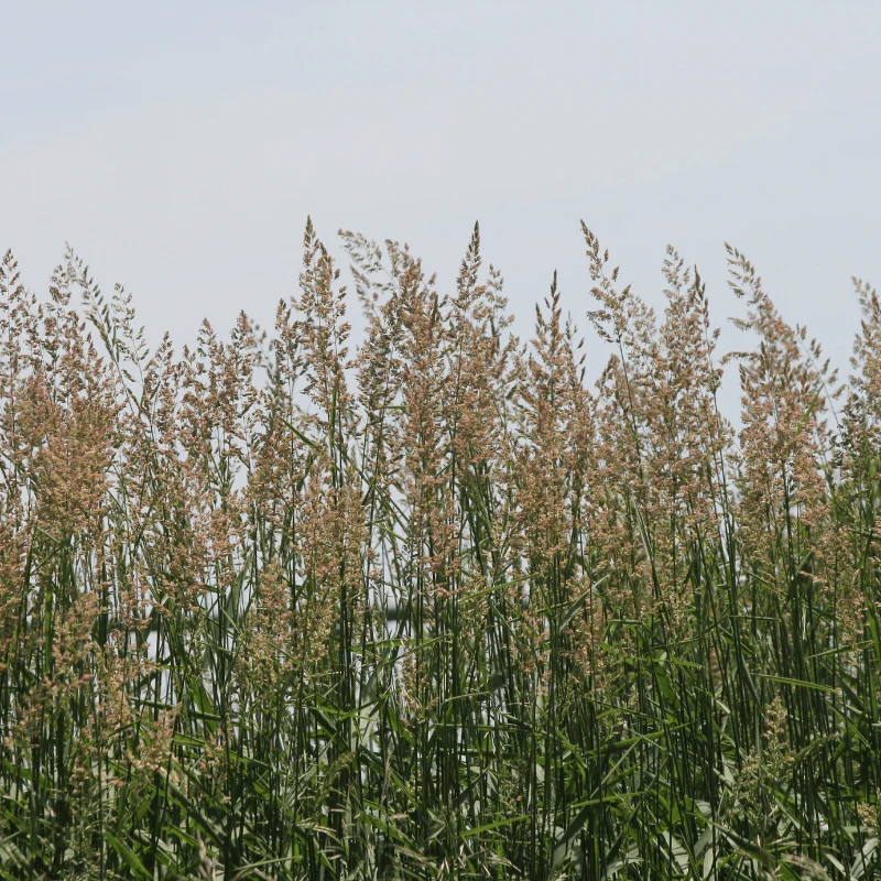 Phragmites Australis - Roseau commun - Plante de berge - Par 3 pièces