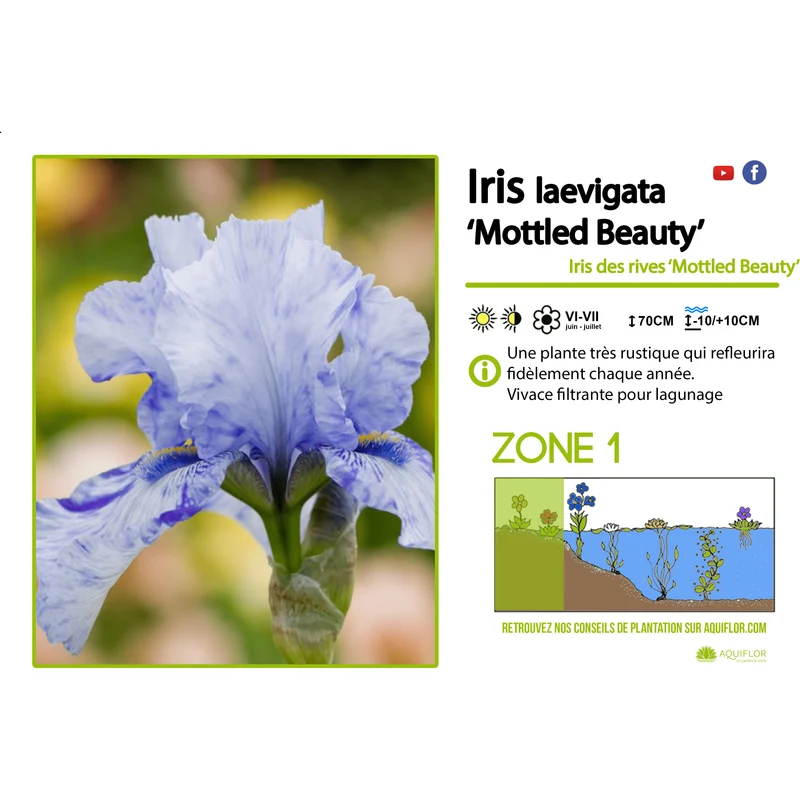 Iris Laevigata Mottle Beauty - Plante de berge - Par 3 pièces