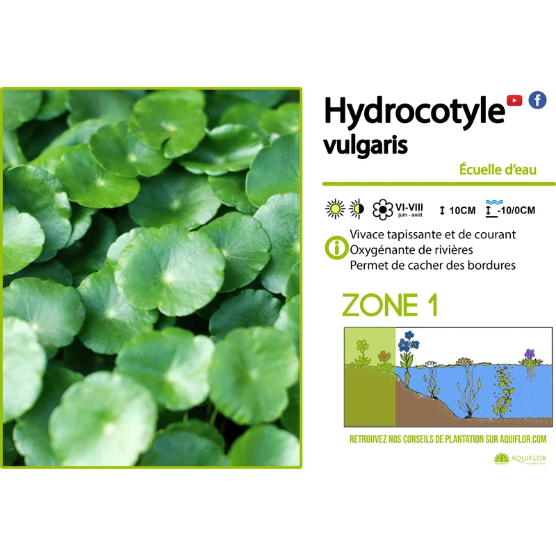 Hydrocotyle Vulgaris - Ecuelle d'eau - Plante de berge - Par 3 pièces