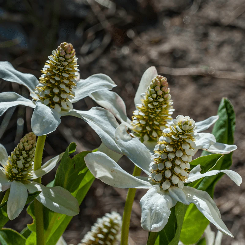 Anemopsis Californica - Anemopsis de Californie - Plante de berge - Par 3 pièces