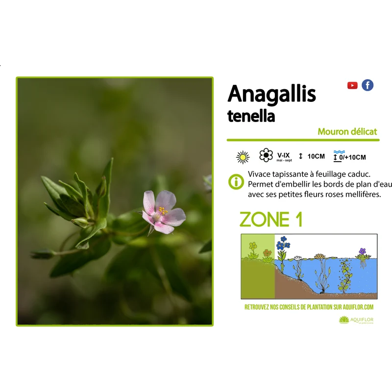 Anagallis Tenella - Mouron délicat - Plante de berge - Par 3 pièces