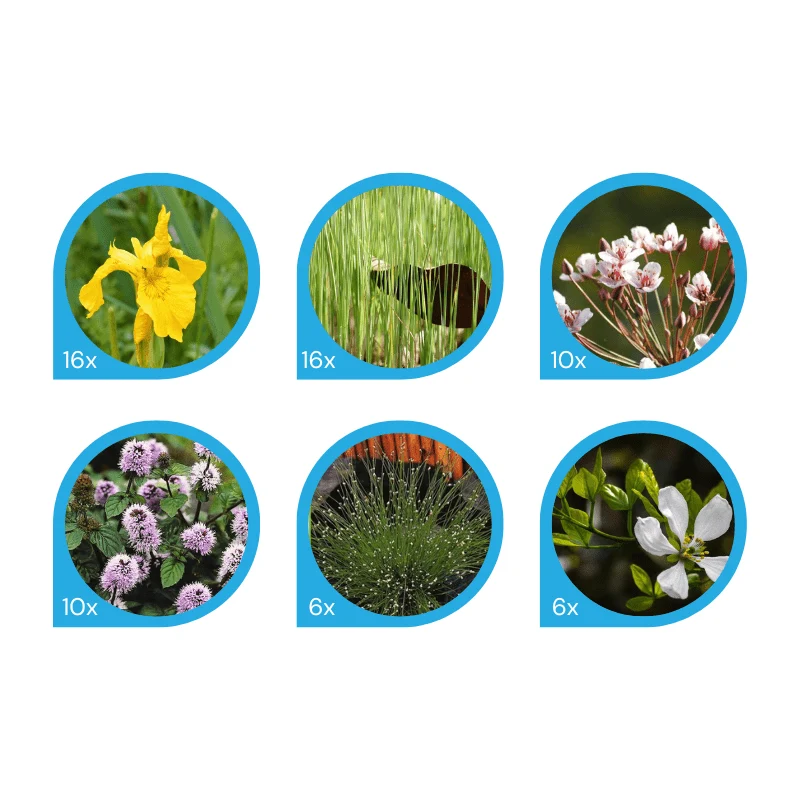 Pack de plantes filtrantes - 64 plantes pour lagunage de environ 4m²