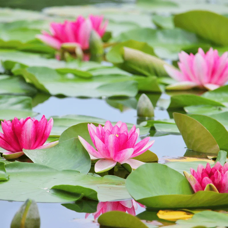 Nymphaea Nain Pygmea Rubra - Nénuphar Nain Rouge