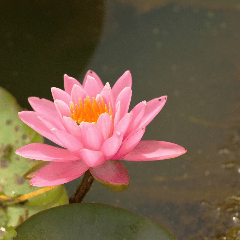 Nymphaea Fire Crest - Grand nénuphar Rose
