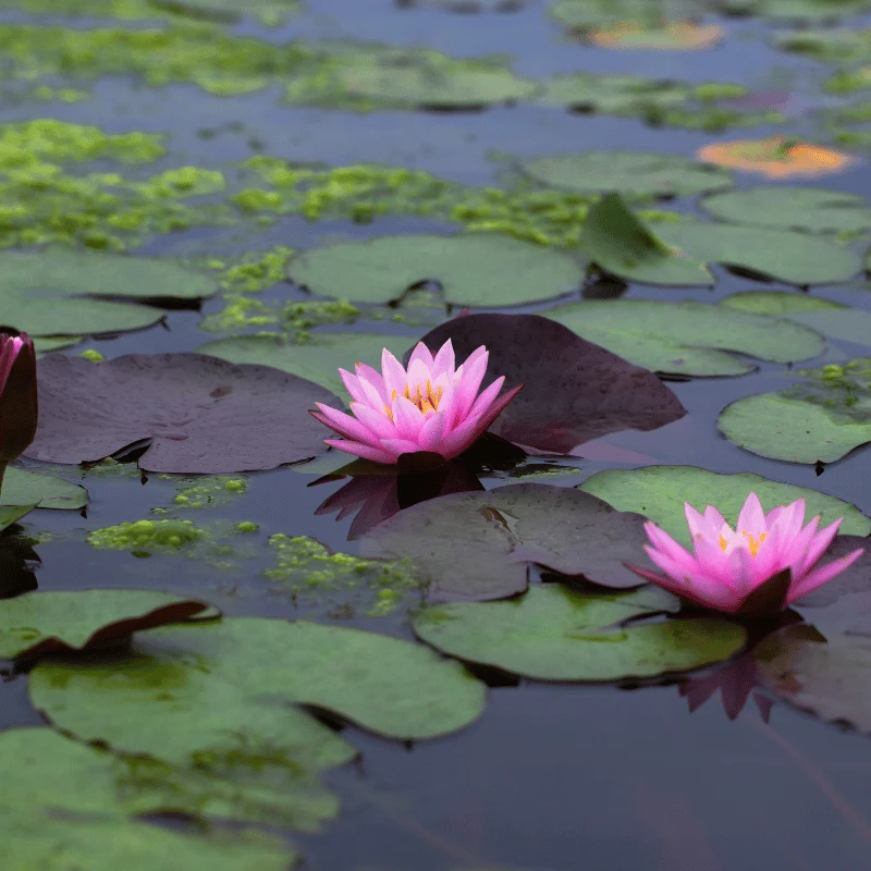 Nymphaea Fire Crest - Grand nénuphar Rose