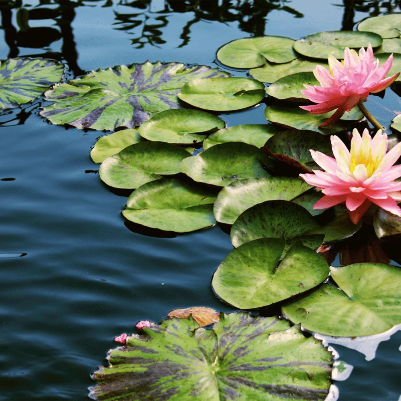 Nymphaea Charles de Meurvilles - Grand nénuphar Rouge