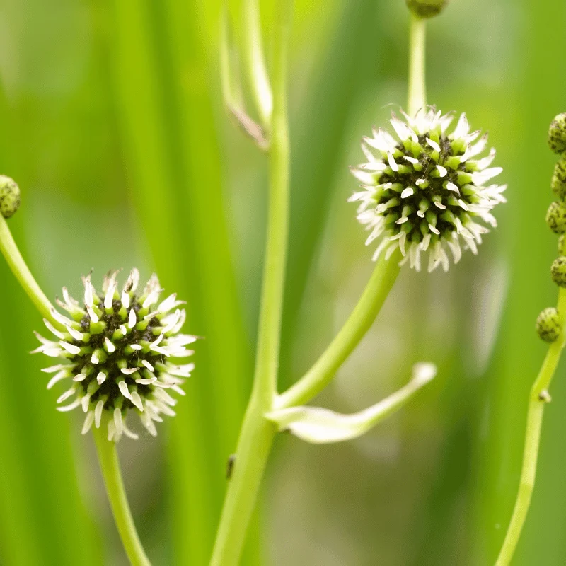 Sparganium Erectum - Ruban d'eau - Plante de berge - Par 3 pièces