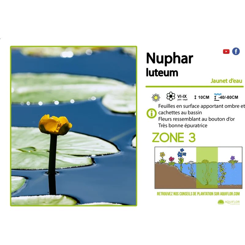 Nuphar Luteum - Jaunet d'eau - Plante zone profonde - Par 3 pièces