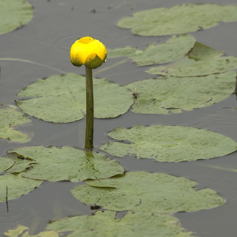 Nuphar Luteum - Jaunet d'eau - Plante zone profonde - Par 3 pièces