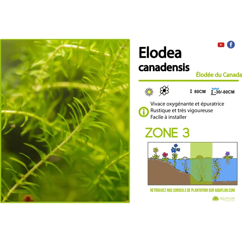 Elodea Canadensis - Elodée du Canada - Plante oxygénante