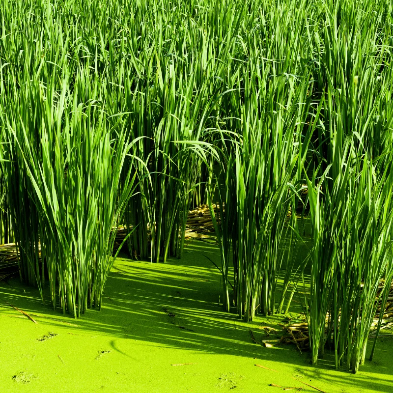 Zizania Aquatica - Riz zauvage - Plante de berge - Par 3 pièces