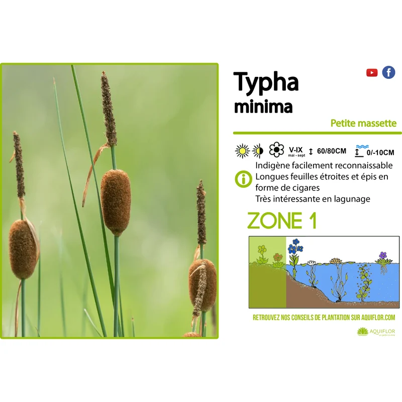 Typha Minima - Petite massette - Plante de berge - Par 3 pièces