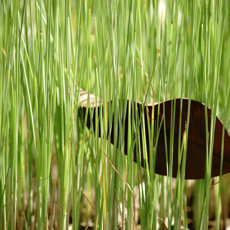 Typha Minima - Petite massette - Plante de berge - Par 3 pièces