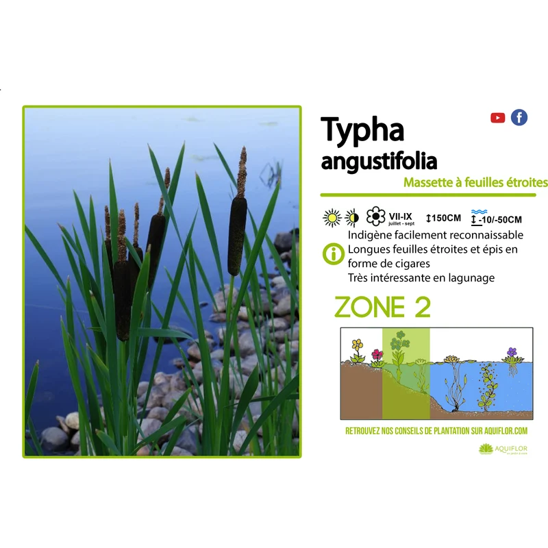 Typha Augustifolia - Massette à feuilles étroites - Plante de berge - Par 3 pièces