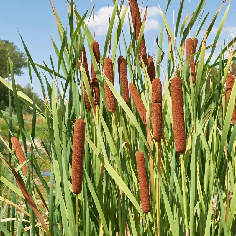 Typha Augustifolia - Massette à feuilles étroites - Plante de berge - Par 3 pièces