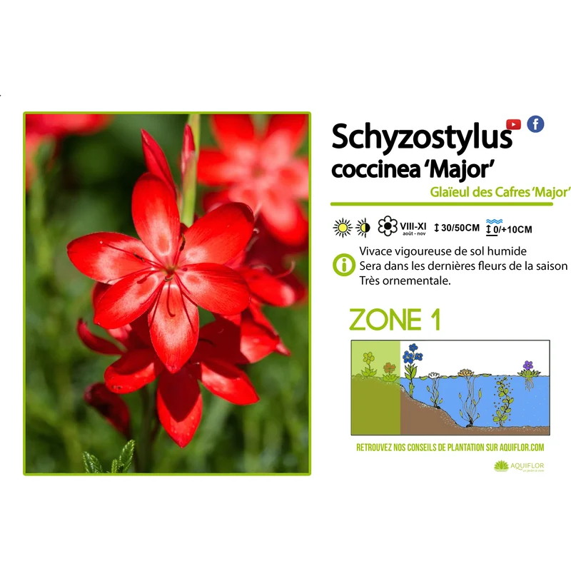 Schizostylis Coccinea Major - Lis des cafres Major - Plante de berge - Par 3 pièces
